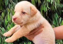 Sample Pet Shop
